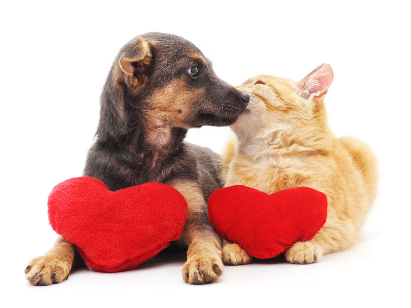A puppy and an orange kitten sit close together, each holding a red heart-shaped pillow. The kitten appears to nuzzle the puppy, creating a scene of affectionate companionship on a white background, reminiscent of the loving care they receive from their veterinarian.