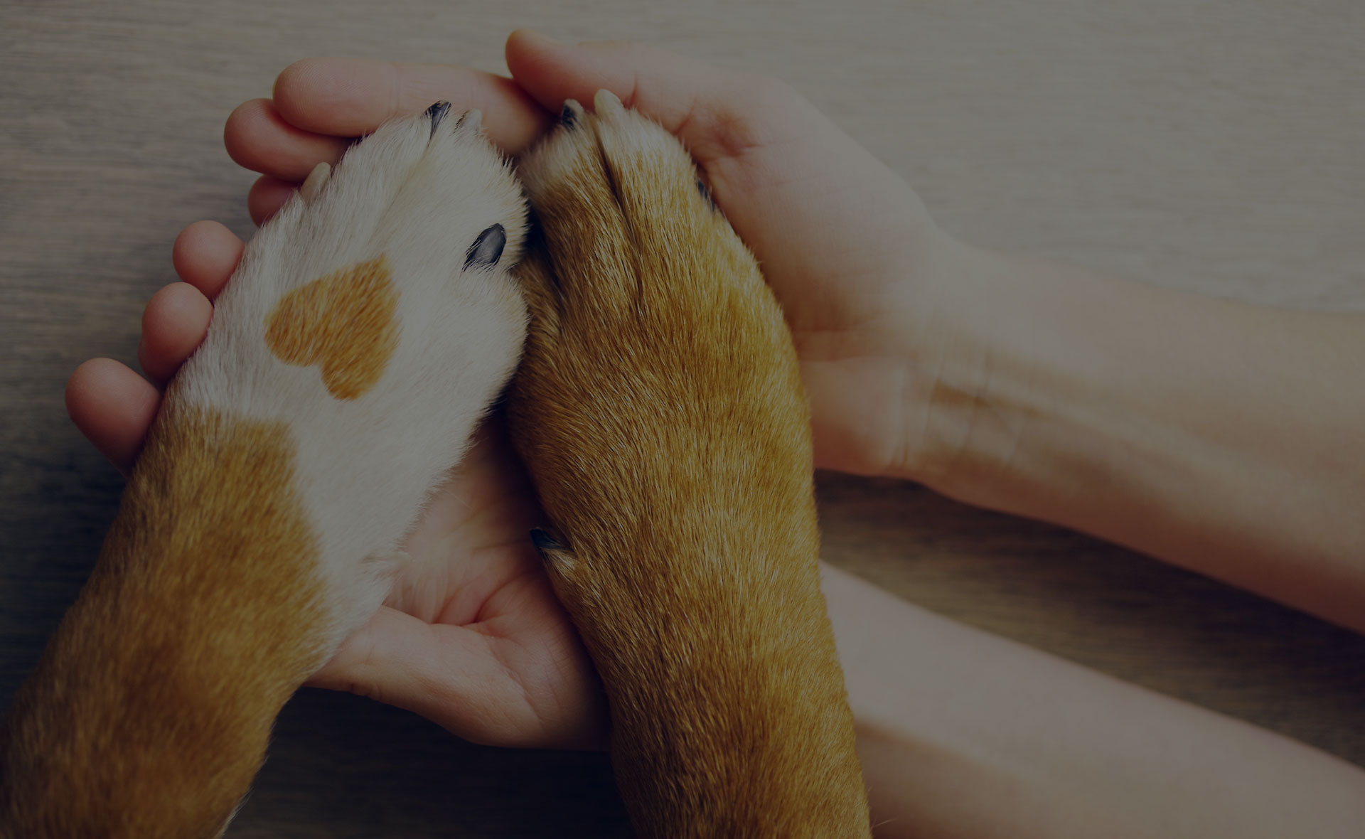 Two human hands gently holding two dog paws with light brown fur. One of the dog's paws has a heart-shaped marking on its white fur. The background is a textured wooden surface, evoking a caring scene that could easily be found at a veterinarian's office.