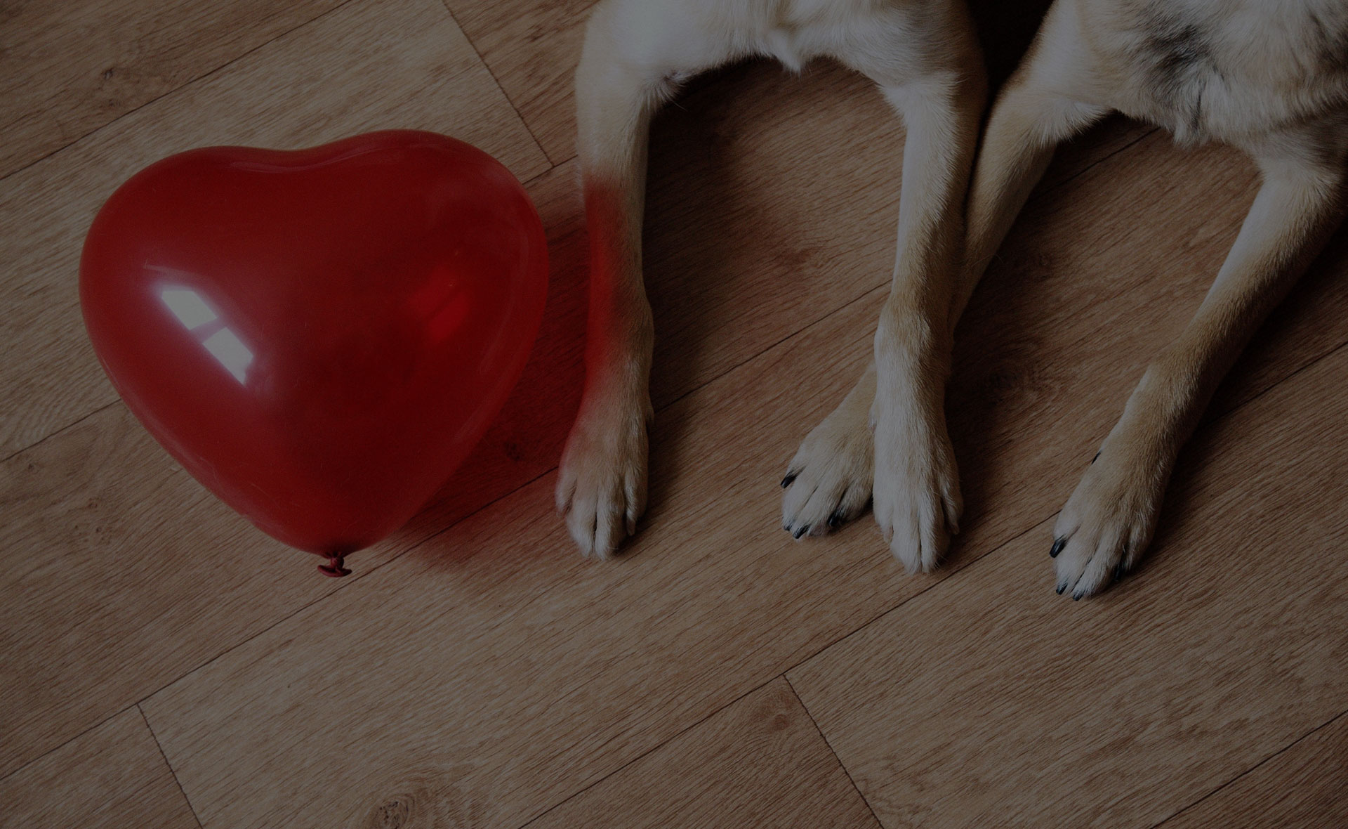 A red heart-shaped balloon sits on a wooden floor next to the front legs and paws of a dog, possibly awaiting its next visit to the vet. The dog's body is partially visible, and its legs are positioned to the right of the balloon.