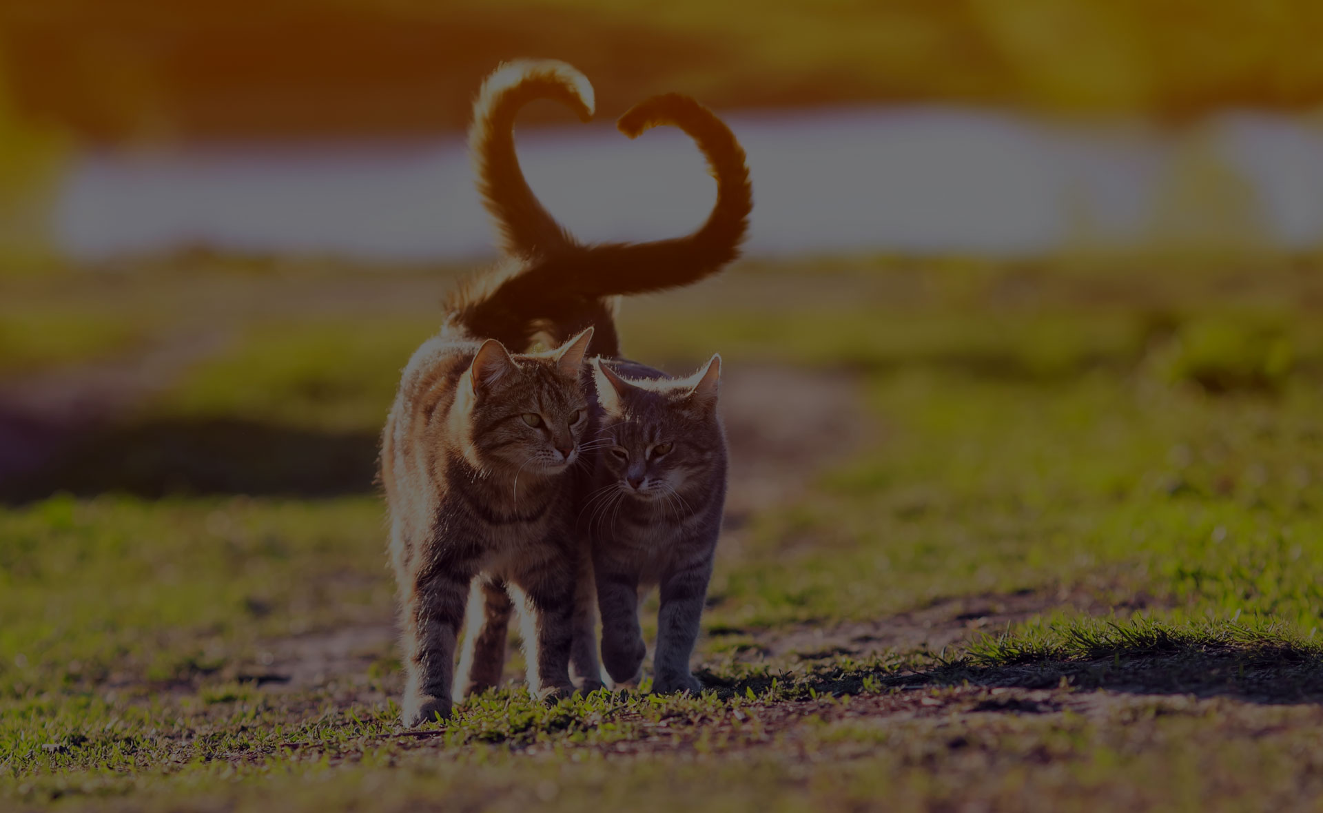 Two tabby cats walk closely together on a grassy path with their tails curved into a heart shape above them. The background, reminiscent of a veterinarian's tranquil garden, is a blurred natural landscape with soft sunlight illuminating the scene.