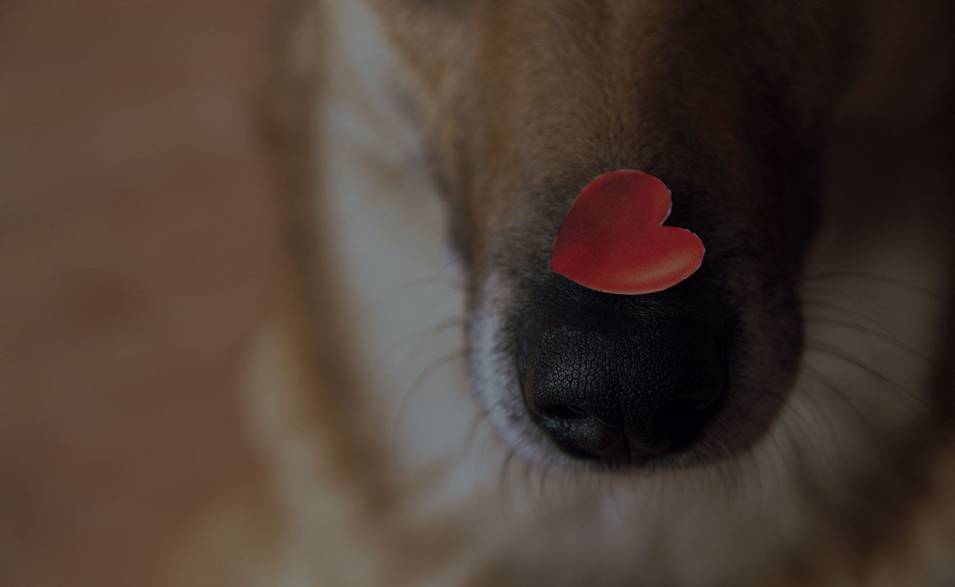 Close-up of a dog's snout with a small, red, heart-shaped object resting on it. The dog's face is slightly blurred and the background is mostly out of focus. The image has a warm, soft tone reminiscent of the gentle care provided by a veterinarian.