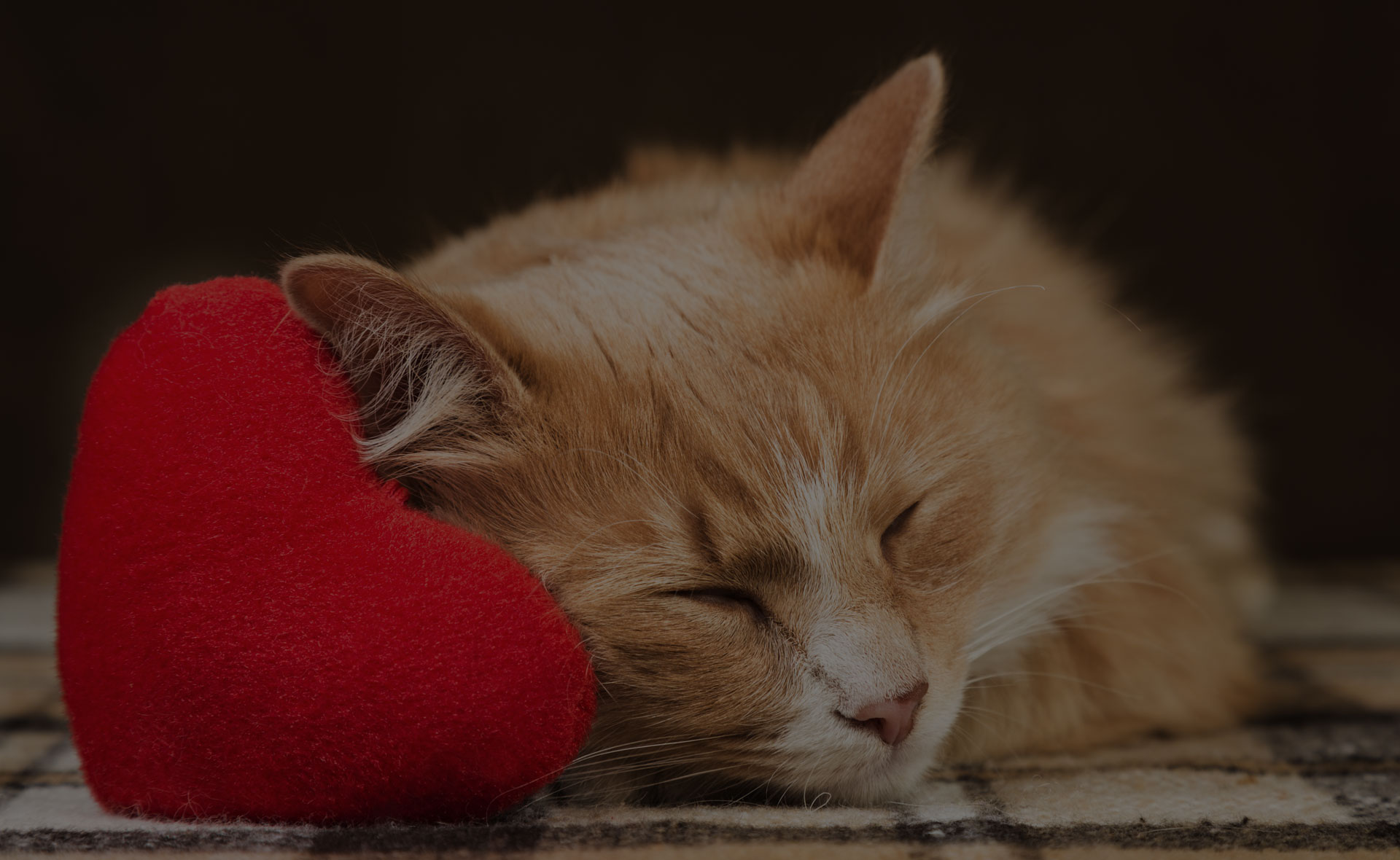 A ginger cat sleeps peacefully on a checkered blanket, with its head resting against a large, red, heart-shaped pillow. The background is dark, creating a cozy, intimate scene reminiscent of the warm care it receives from its veterinarian.