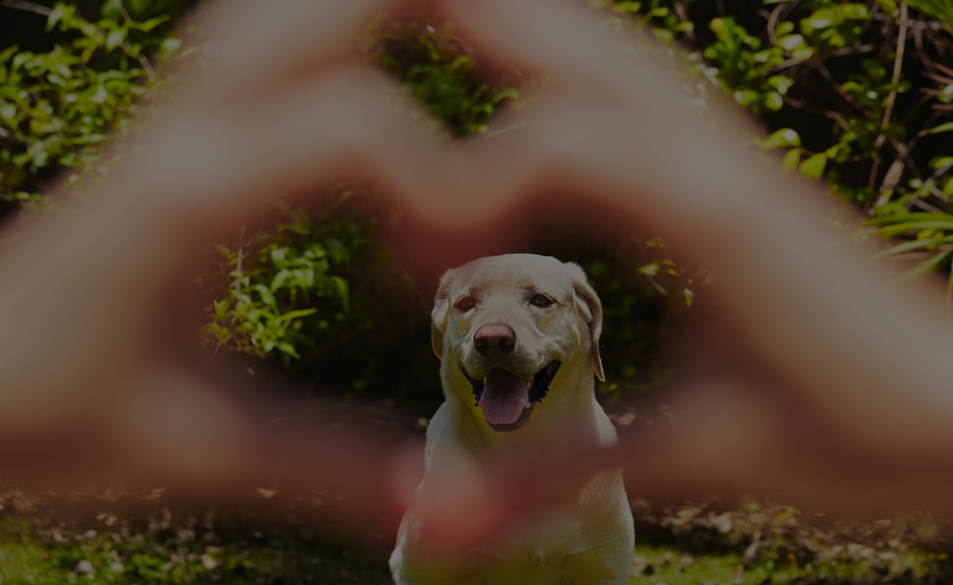 A golden retriever sits on the grass with a happy expression, framed by blurred hands making a heart shape in the foreground. Green foliage can be seen in the background, reminiscent of a visit to the vet's garden.