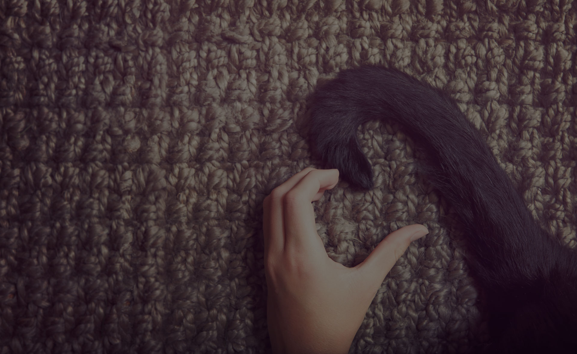 A person's left hand and a black cat's tail form the shape of a heart against a textured, brown carpet background. The scene, reminiscent of a loving bond nurtured by attentive care, conveys the warm and affectionate connection often seen in veterinarian settings.