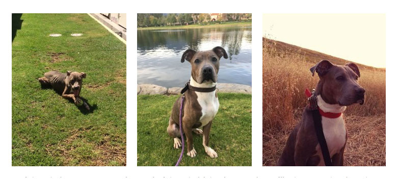 A series of three photos of a brown and white pit bull. In the first image, the dog is lying on the grass. In the second, it sits on grass with a lake in the background. In the third, it proudly sits in a field of tall, dry grass wearing a red collar and bow—like it's ready for its vet visit photo-op.