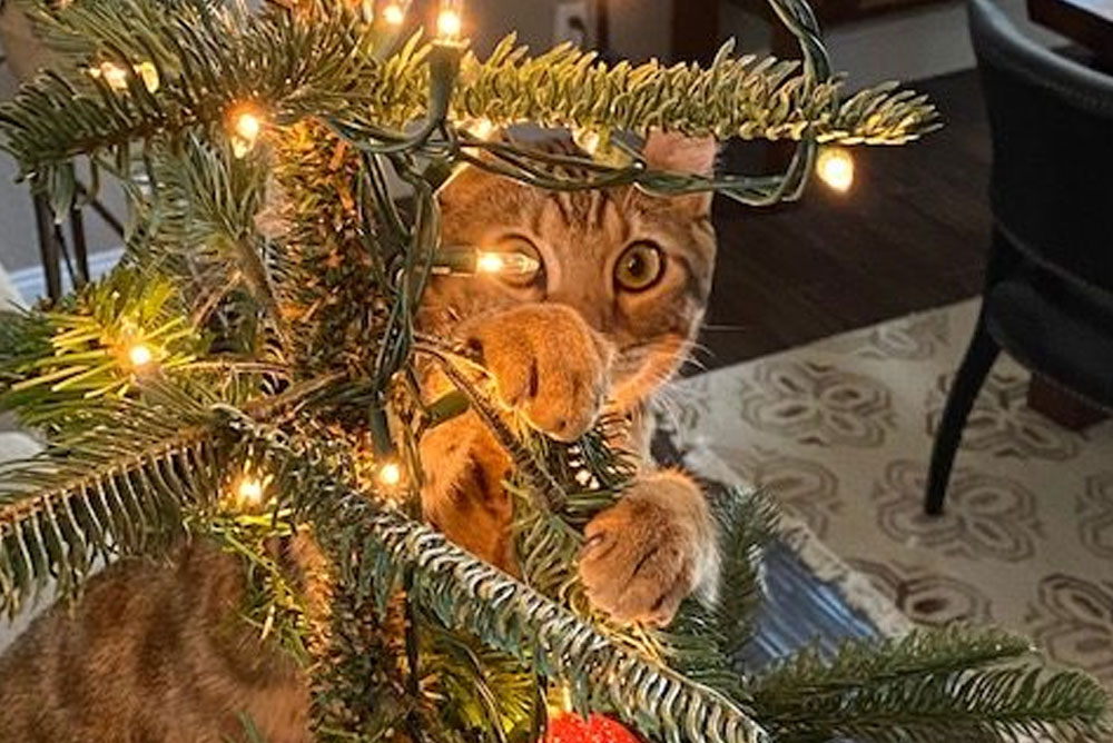 A curious tabby cat with wide eyes is playfully peeking through the branches of a decorated Christmas tree, batting at the lights and ornaments. Surrounded by glowing string lights and green foliage, this festive and mischievous scene could easily entertain any nearby veterinarian.