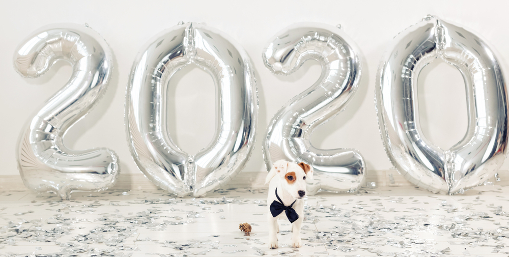 A small white and brown dog, recently examined by the vet, wears a black bow tie and sits on a floor covered with silver confetti. Behind the dog are large silver balloons shaped like the numbers "2020." The background is plain white.