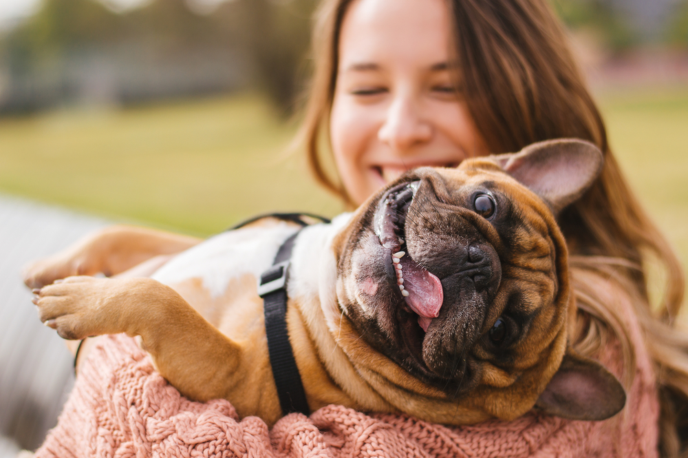 A smiling person cradles a happy French Bulldog. The dog, wearing a black harness, lies on its back with its tongue out, appearing joyful. The background is a peaceful outdoor setting with green grass and trees, reminiscent of your vet's waiting area.