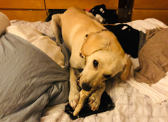 A light-colored dog is lying on a bed and chewing on a bone. The bed is covered in a white blanket, with a few scattered clothes and pillows around the dog. The scene resembles what you might find in a vet's waiting room, with wooden furniture subtly framing the background.