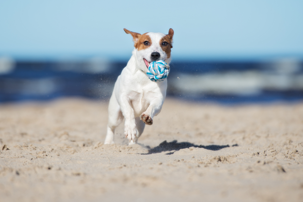 A small, white dog with brown patches runs energetically on a sandy beach, holding a blue and white ball in its mouth. The background shows a blur of ocean waves under a clear blue sky, as if it just received a clean bill of health from the vet.