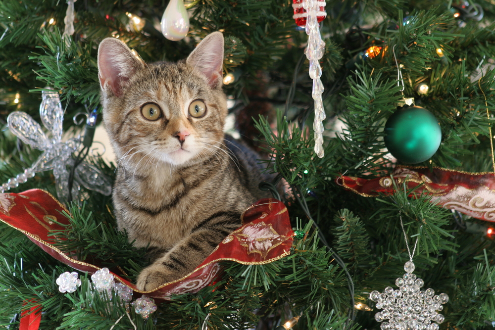 A tabby kitten with wide eyes sits among the branches of a decorated Christmas tree. Adorned with lights, various ornaments, and red ribbon, the tree creates a festive backdrop for the curious and alert little explorer. Even a vet would find this adorable scene heartwarming.