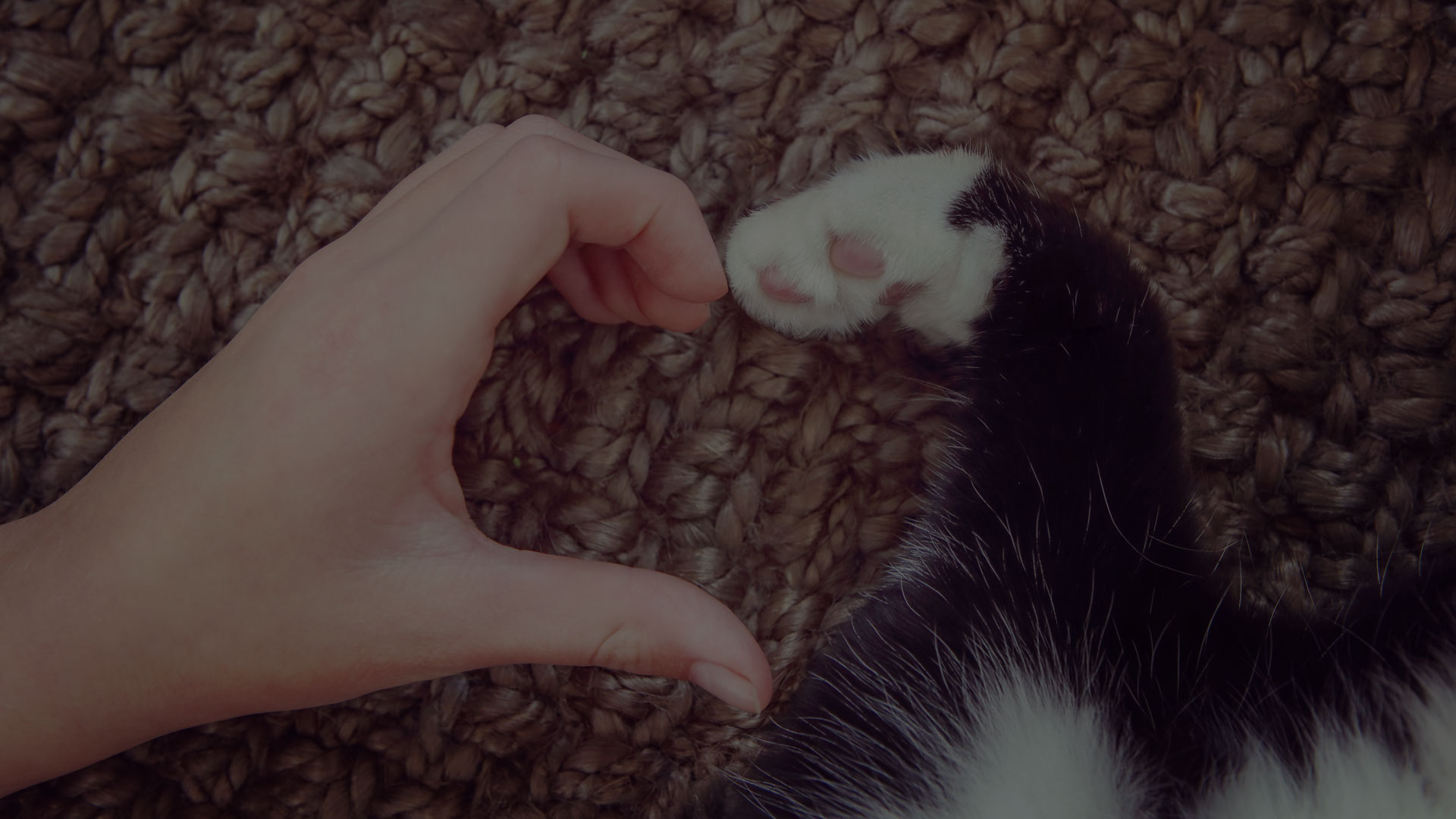 A human hand and a black-and-white cat's paw, forming the shape of a heart on a textured brown surface. The paw pads are clearly visible as the human hand cups to complete the heart shape, capturing a bond cherished by any caring veterinarian.