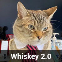 A cat with light tabby fur is dressed in a white collar and a pink and black striped tie. The background includes various items, possibly in a vet's office or workspace. The text overlay at the bottom of the image reads "Whiskey 2.0".