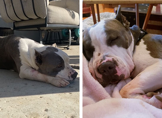 Two images of a gray and white pit bull. In the first image, the dog is lying on its side on an outdoor patio. In the second image, the same dog is sleeping curled up under a blanket indoors, looking cozy after a visit to the vet.