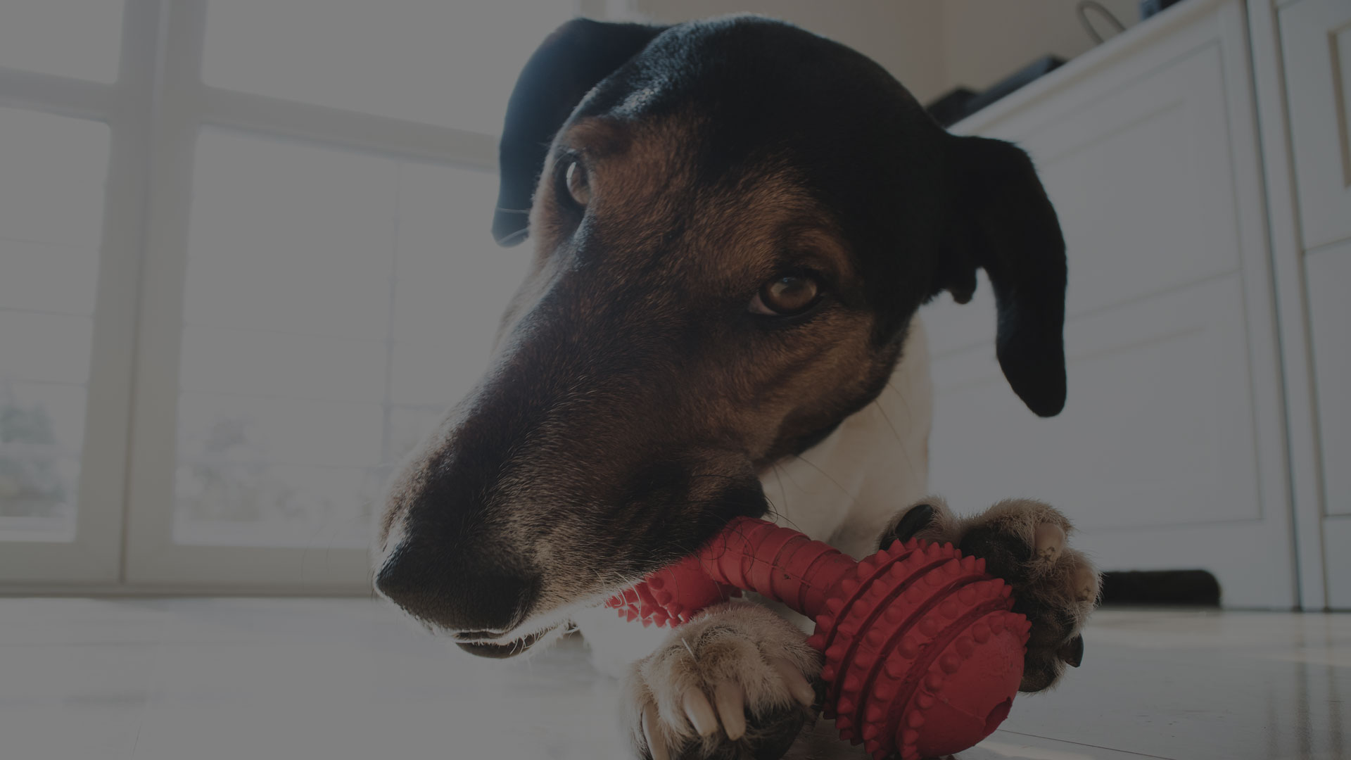 A dog with dark brown and black fur is lying on the floor, holding a red textured chew toy with its front paws and mouth. The background shows a well-lit room with large windows and white cabinets, creating a serene environment reminiscent of a welcoming vet's office.