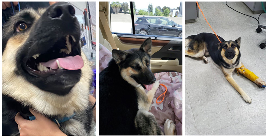 A collage of three images featuring a German Shepherd. The left photo is a close-up of the dog's happy face with its tongue out. The middle photo shows the dog sitting in a car, possibly heading to the vet. The right photo shows the dog lying on the floor with an orange cast on its front paw after a visit to the veterinarian.