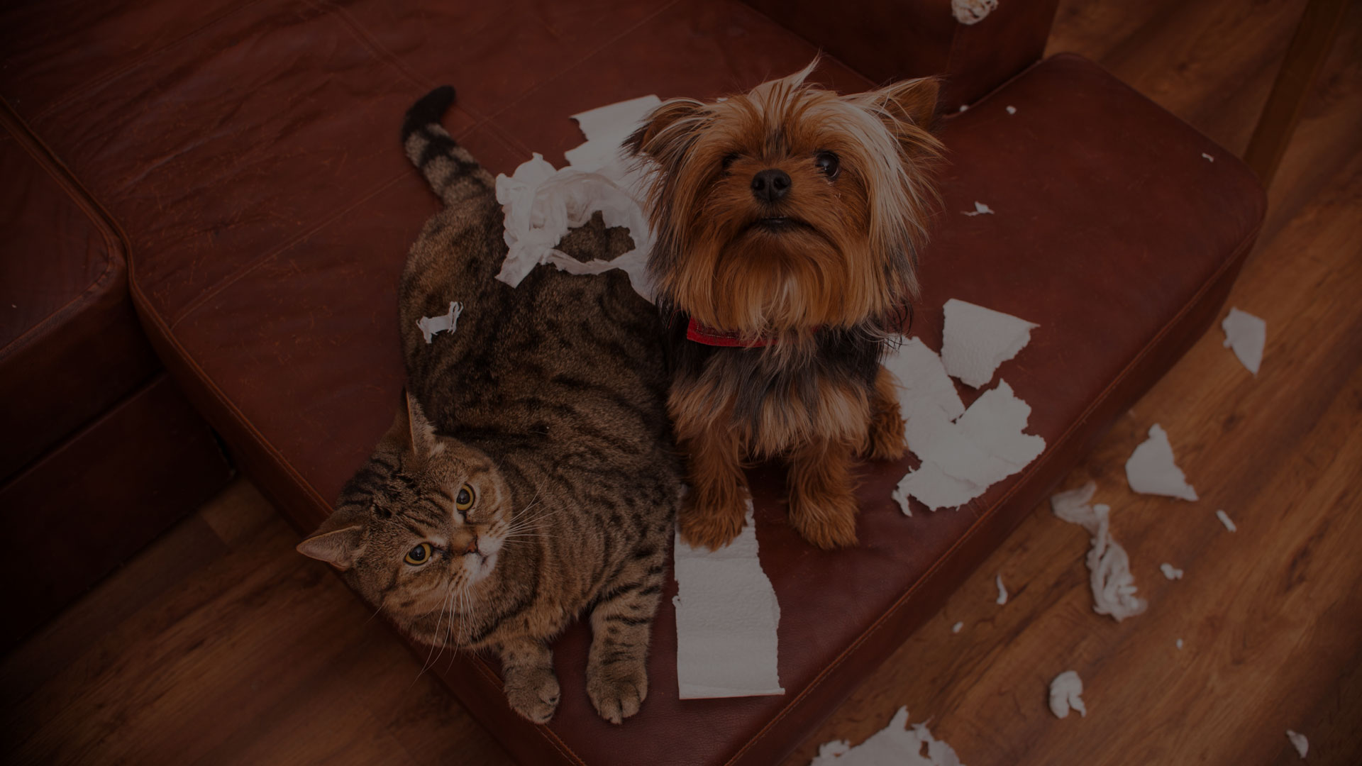 A tabby cat and a small dog with long fur are sitting on a brown leather couch, surrounded by torn pieces of white paper scattered all over the seat and floor. Both pets, who recently saw the vet, appear to be looking up innocently.