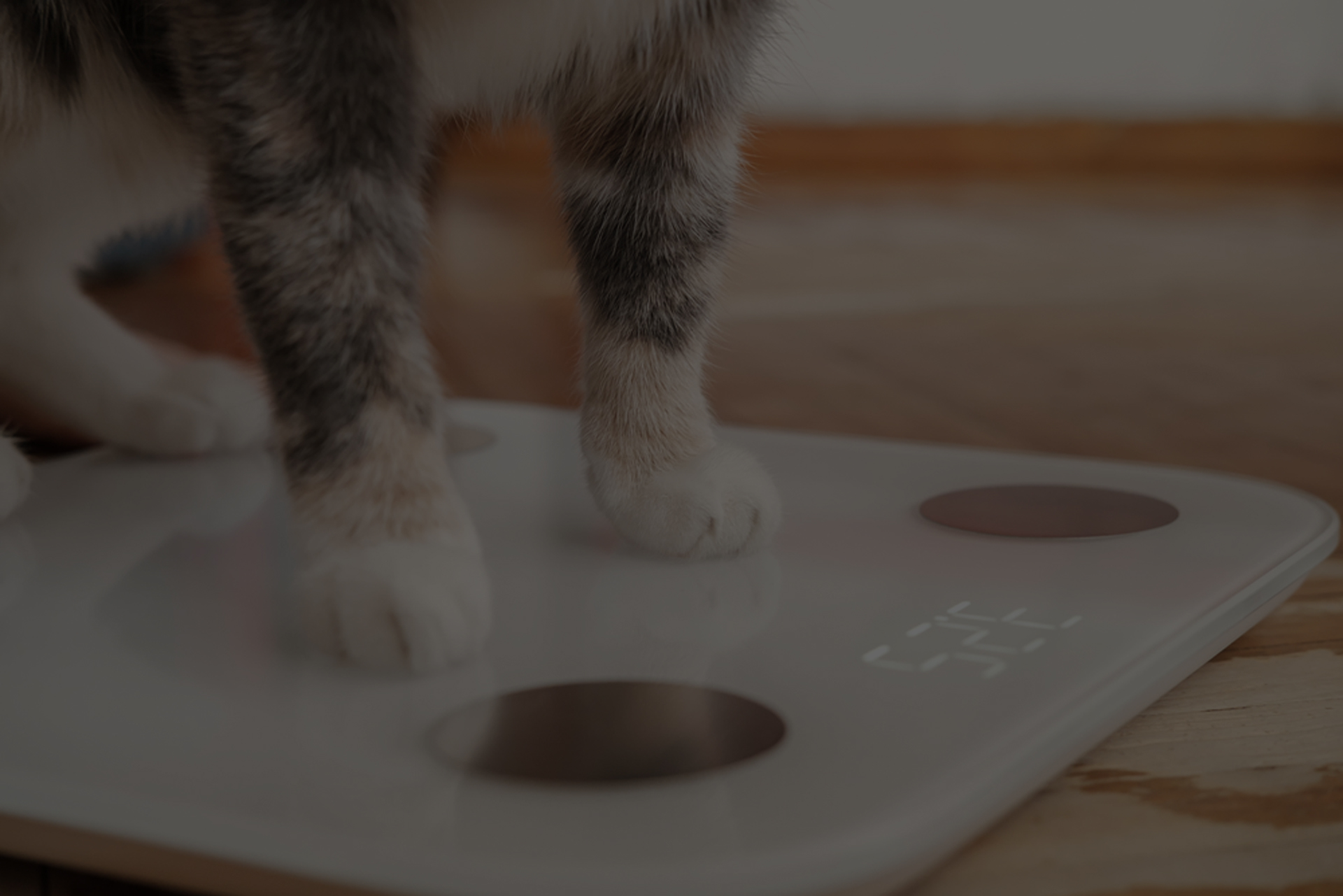 A close-up photo of a cat's paws standing on a digital weighing scale placed on a wooden floor. The scale's display is faintly visible, showing a digital reading. The scene has the careful touch of a veterinarian’s setting, with the cat's legs partially visible and the background slightly blurred.
