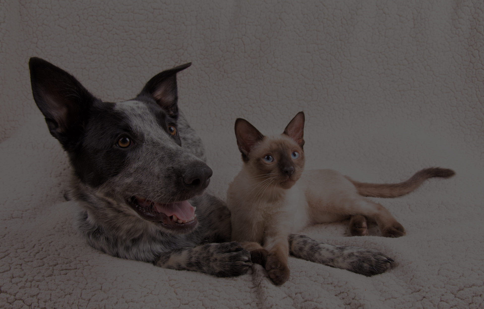 A black and white dog with perky ears rests on a textured beige blanket next to a small Siamese cat with striking blue eyes. Both animals, recently checked by the veterinarian, lie down facing forward with calm and content expressions.
