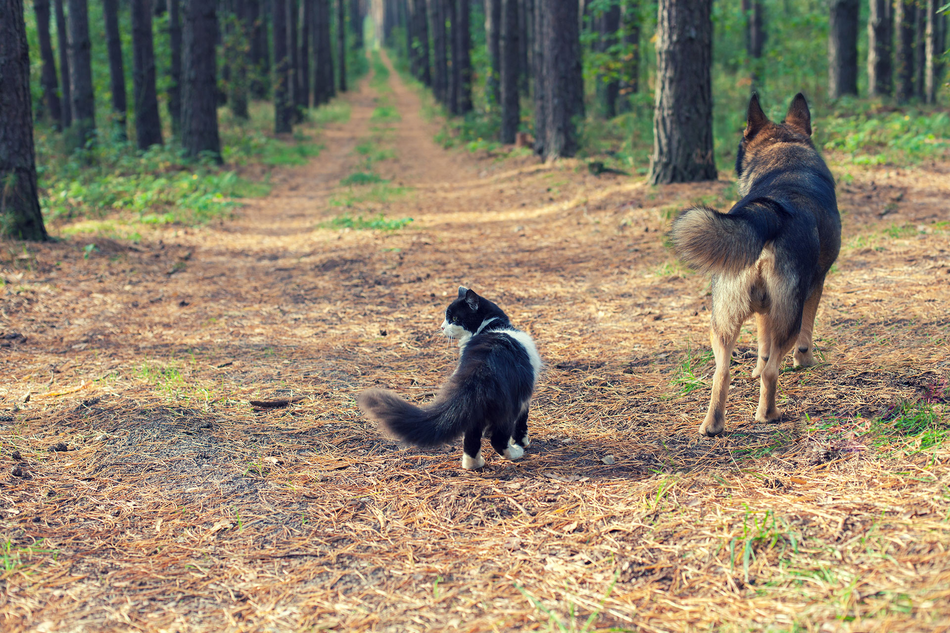 A black and white cat and a brown and black dog, often seen by their veterinarian, walk together on a forest path, surrounded by tall trees. The ground is covered with fallen leaves and pine needles, and the path stretches into the distance. Both animals are walking away from the camera.