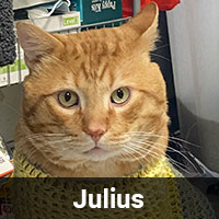 A ginger tabby cat with green eyes is facing the camera. The cat, Julius, is wearing a yellow knitted garment and is seated indoors with shelving and various household items visible in the background. Julius's name is displayed in white text on a black bar at the bottom of the image, likely for his vet records.