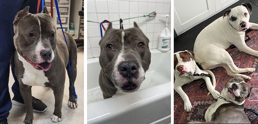 Three photos of two dogs. The first shows a gray and white dog with a leash, standing with a person, possibly after a vet visit. The second is a close-up of the same dog in a bathtub. The third shows two dogs, one gray and white and the other brown and white, lying on a rug with the gray and white dog.