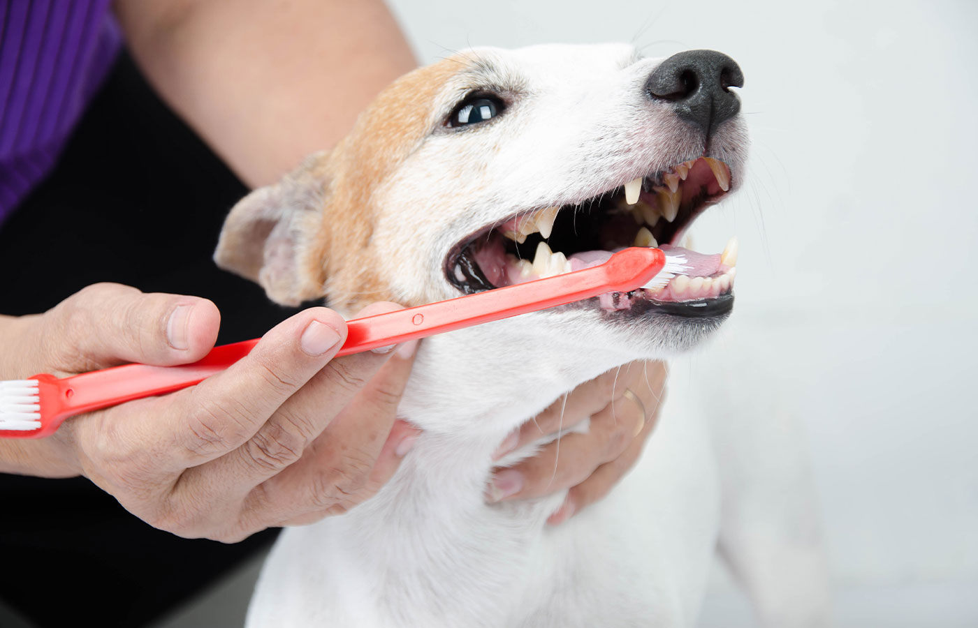 A person, likely a veterinarian, is holding a white and brown dog while using a red toothbrush to brush the dog's teeth. The dog's mouth is open, showing its teeth, and the dog's eyes are focused forward. The background is neutral and softly lit.