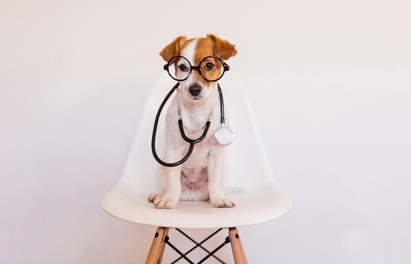 A small brown and white dog wearing round glasses and a stethoscope sits on a white chair against a plain background, looking forward like a seasoned veterinarian.