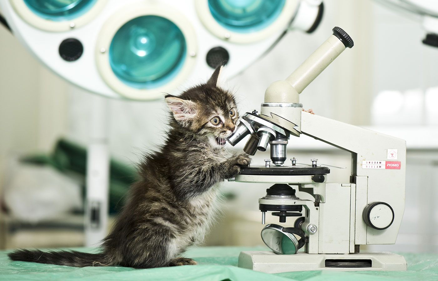 A fluffy kitten with brown and black fur is standing on a table, peering into a microscope in what appears to be a veterinarian's laboratory. The background features medical equipment and surgical lights, lending an air of professionalism to the curious scene.