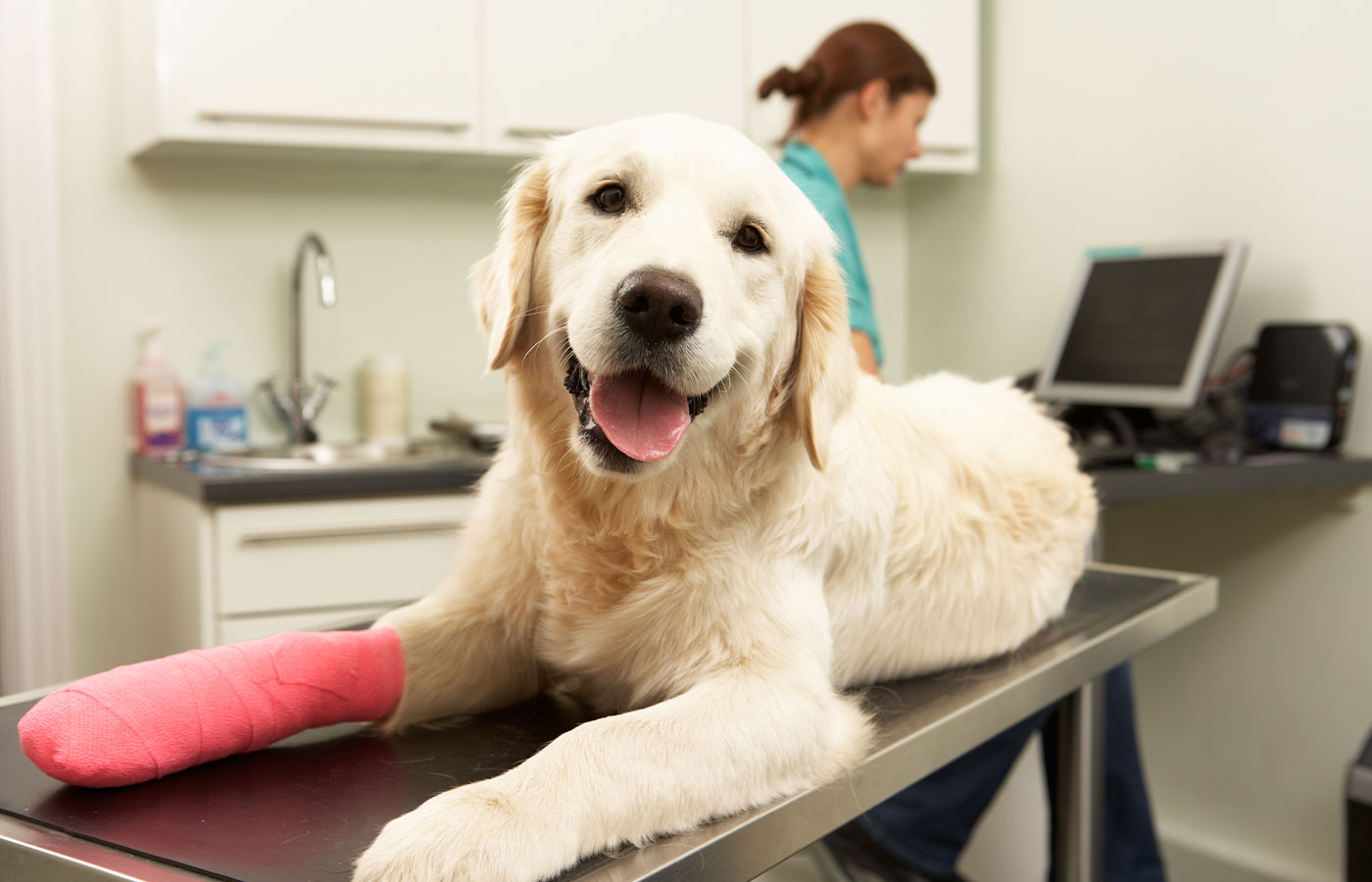 A golden retriever with a pink bandage on its front left leg lies on a stainless-steel examination table in a veterinary clinic. A veterinarian in scrubs is working on a computer in the background. The dog's mouth is open, and it appears to be smiling.