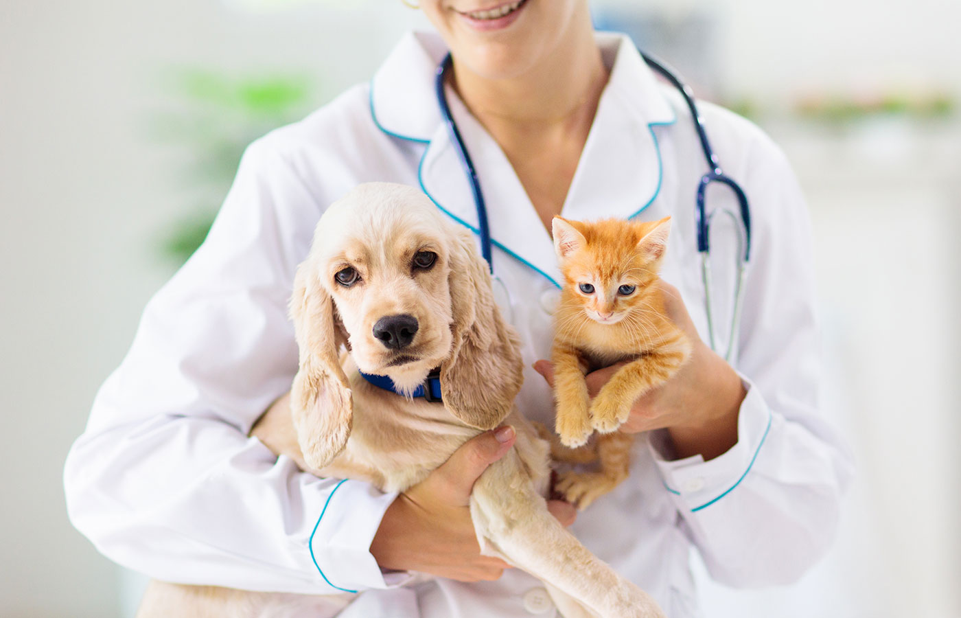 A vet in a white coat and stethoscope holds a young, floppy-eared dog in one arm and a small orange kitten in the other. The dog looks at the camera while the kitten peers off to the side. A blurred background suggests a veterinary clinic.