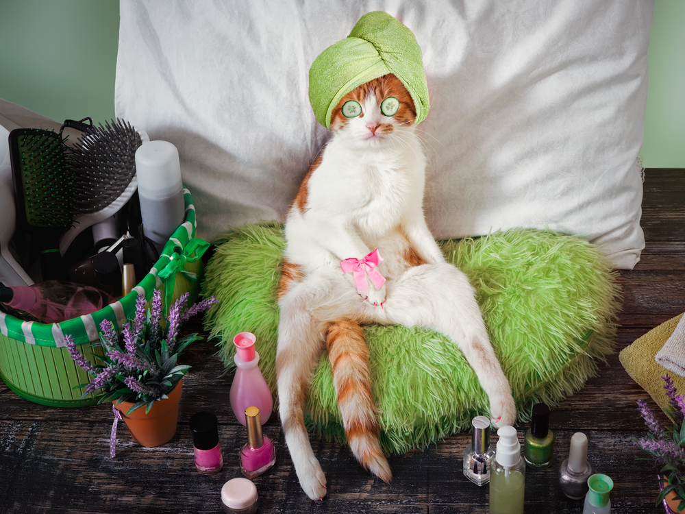 A relaxed orange and white cat sits on a fluffy green pillow with a towel wrapped around its head and cucumber slices over its eyes. It’s surrounded by various beauty products like nail polish, brushes, and lotions, enjoying a spa day just as pampered as it would be after a veterinarian visit.