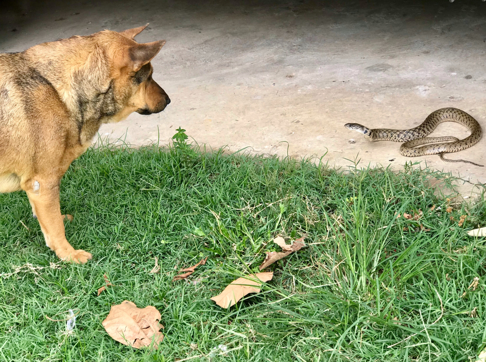 A brown dog closely observes a coiled snake on the ground near a patch of grass. The scene appears tense as the dog and the snake face each other in a standoff. Fallen leaves are scattered on the grass and concrete surface, while a nearby vet watches attentively, ready to intervene if necessary.