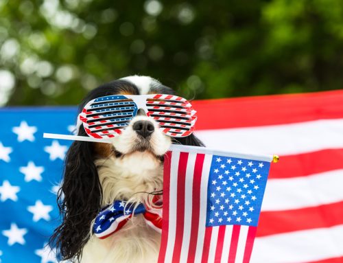 8 Tips for a Stress-Free July Fourth With Your Pet