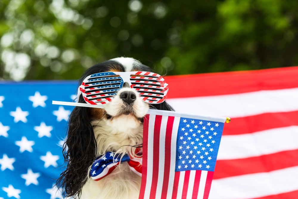 A dog with black and white fur, donning American flag-themed sunglasses and a star-spangled bow tie, holds a small American flag in its mouth. The background features a blurred large American flag and green foliage. This patriotic pup is ready for the festivities after a quick visit to the vet.