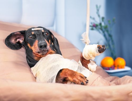 How to Support Your Pet After Surgery: An Essential Guide for Pet Owners