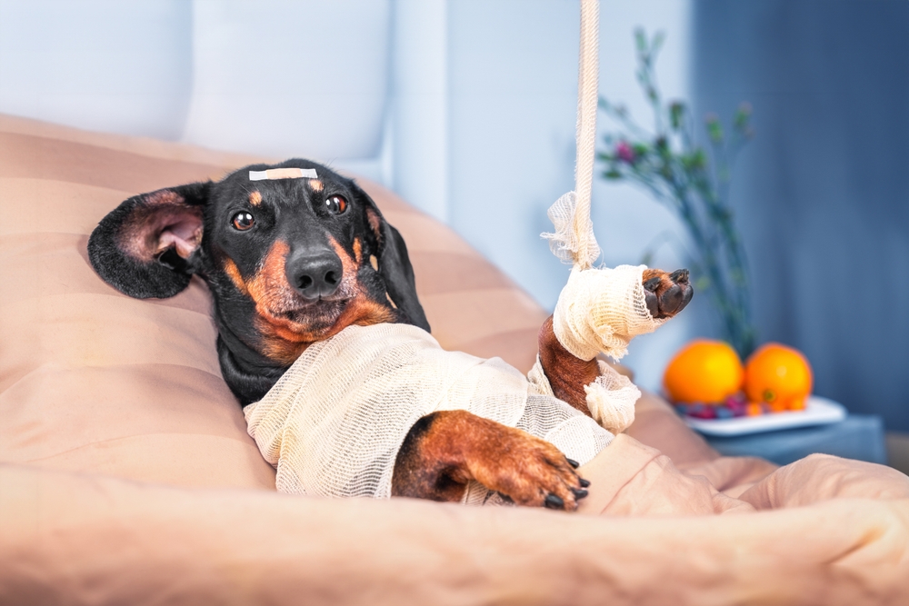 A dachshund lies in bed with a bandaged head, body, and leg in a sling, appearing injured. The background shows a bedside table with a bowl of fruit and a plant, suggesting a hospital or recovery setting. The dog has a relaxed expression.