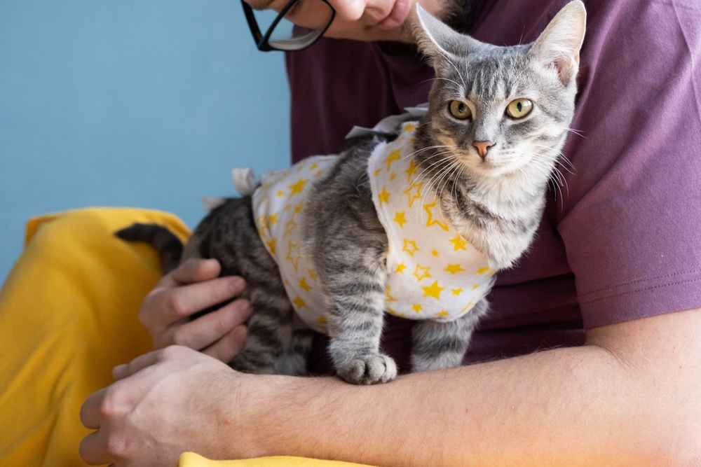 A person, partially visible, wearing glasses and a purple shirt, holds a grey tabby cat dressed in a yellow and white star-patterned outfit. The cat is looking directly at the camera with a calm expression. The background features a blue wall and yellow blanket.