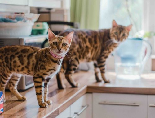 Caring for Hybrid and Exotic Cats: A Vet’s Guide to Unusual Breeds