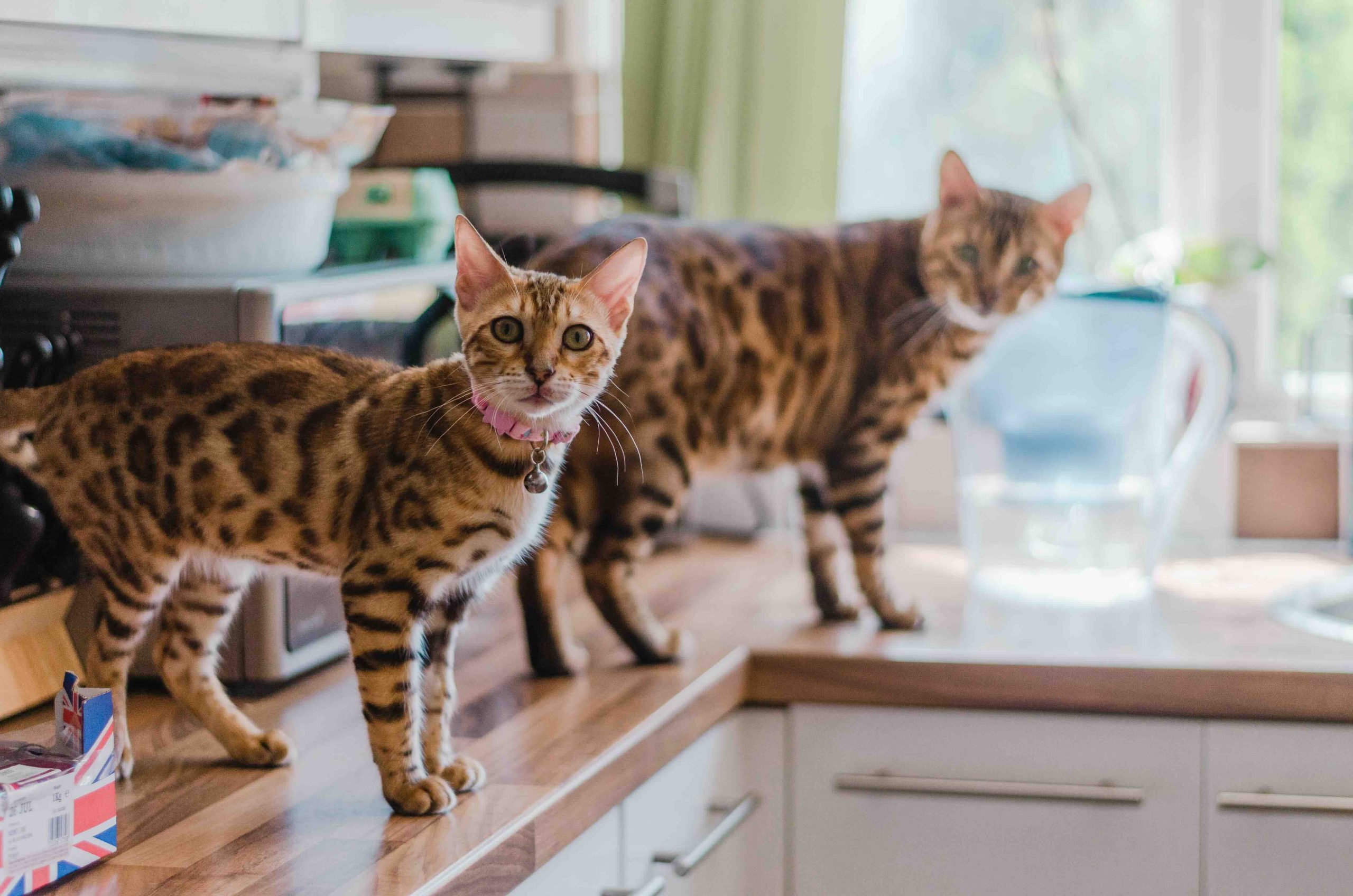 Two spotted cats stand on a kitchen counter. One cat faces the camera, wearing a collar, while the other looks out the window. Sunlight streams through, illuminating the room. Various kitchen items are visible in the background.