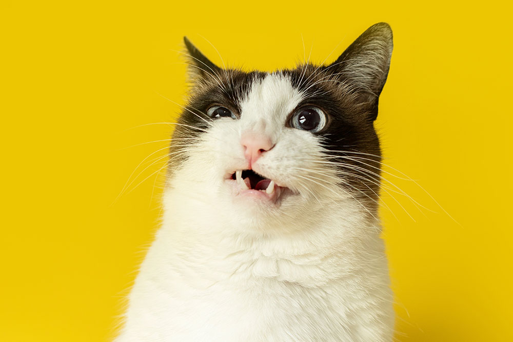 A black and white cat with an open mouth appears to be making a funny face against a bright yellow background.