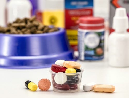 Comprehensive Guide to Pet Supplements: Expert Recommendations from Alisos Animal Hospital