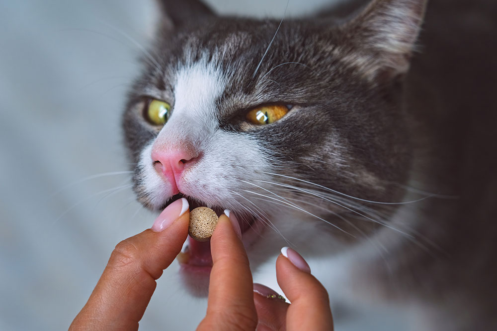 A close-up of a gray and white cat with yellow eyes, being fed a small round treat by a person. The person's hands have neatly manicured nails. The cat appears focused on the treat.