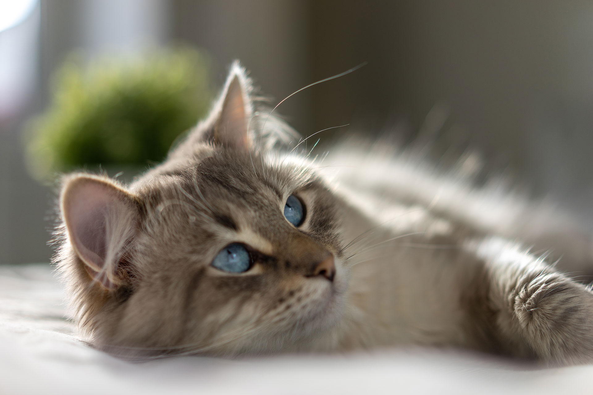 A fluffy cat with blue eyes lies on a soft surface, gazing off to the side. The background is softly blurred, with a hint of greenery visible. The lighting is gentle and natural.