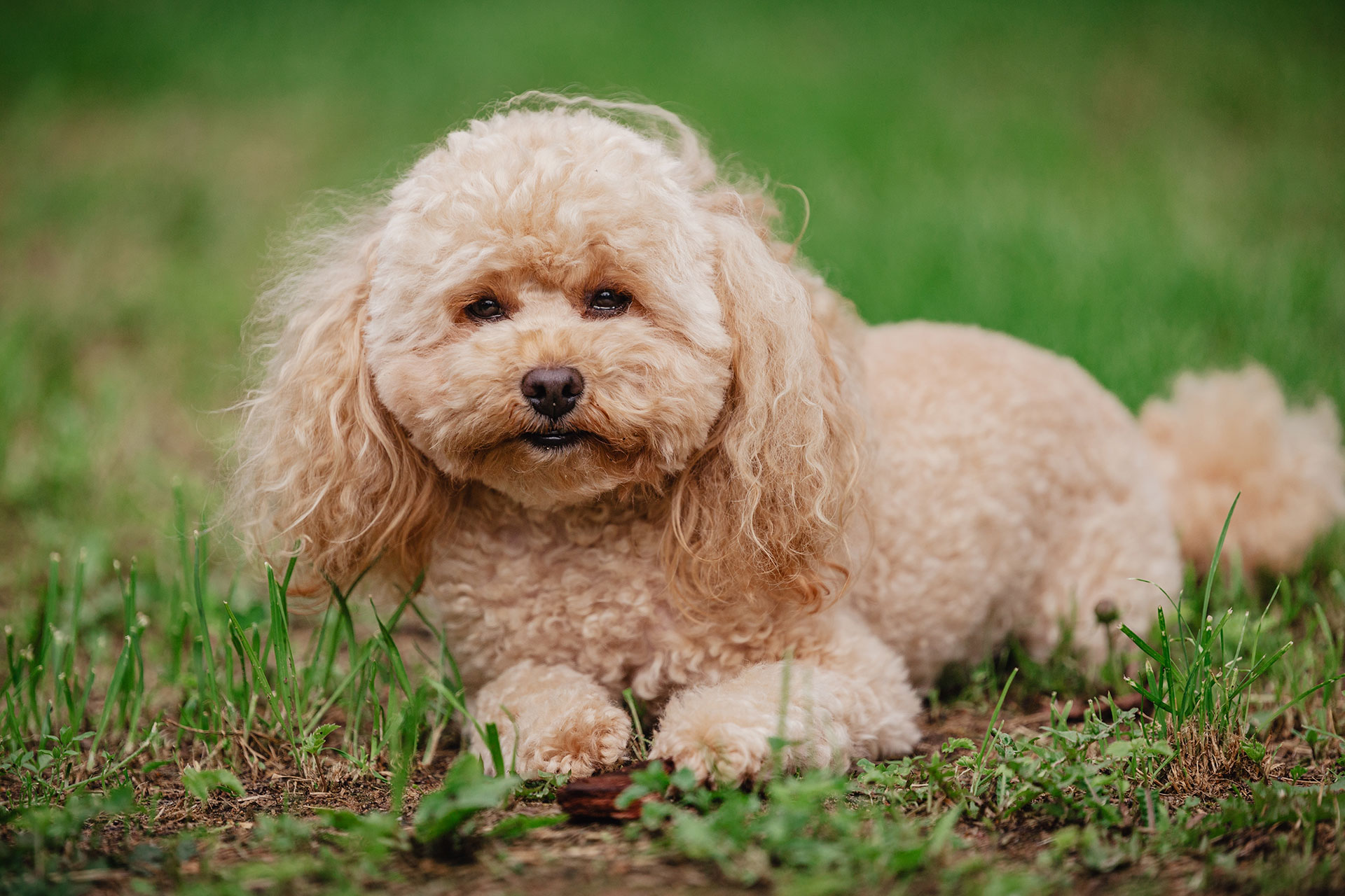 A fluffy, light brown poodle lies on green grass, looking directly at the camera with a calm expression. The background is blurred, highlighting the dog's curly fur and gentle appearance.